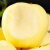鲁禧山东烟台栖霞黄金奶油富士苹果 脆甜苹果黄金帅新鲜自然种植苹果 奶油富士大果 精选9斤装
