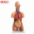 工品云超 教学模具 人体解剖模型器官可拆卸医学教学心脏内脏模型躯干系统结构图 28cm无性躯干可拆15件 