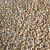 虎钢馋聚茗城小麦种子带皮小麦粒发芽麦芽糖猫草酿酒食用磨面引大麦子 5 精选小麦粒250g