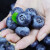 橙央新鲜蓝莓 酸甜 现摘现发蓝莓鲜果新鲜水果宝宝护眼鲜果 优选蓝莓 125g*6盒  单 果 18-22mm