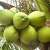 洑记 海南椰子水 新鲜带皮青椰子去皮椰青现摘超大果汁水多孕妇补羊水 去皮椰青（单果2-3斤） 4个