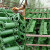 汽货车用品焊接绞绳紧固器货物捆绑带收紧器紧线器紧绳器拉紧器 3.8斤通管单用绿色