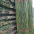犀跃 竹竿 爬藤竹杆架搭架 篱笆栅栏彩旗杆细竹子 直径1.5cm 长2米（30根）