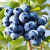 蓝莓种子蓝莓树苗种子阳台盆栽果园庭院蓝梅树果树苗种子 酷派 50粒 宋肥料