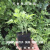正宗野生艾草艾蒿苗艾草根苗艾草盆栽种植苗可可食用可驱蚊 艾草根10根(25公分以上)