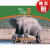 【4周达】Elephant: The Big 5 and other wild animals