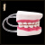 齿科材料 口腔器械器牙科材料义齿 全口牙 牙齿模型 标准模型 C款透明牙齿