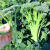 西兰苔新鲜 青花苔 西蓝花苔 小西兰花 菜苔云南新鲜蔬菜现摘 1g 小西兰花 4斤