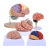 东部工品 大脑解剖模型半边彩色脑模型 有底座 2倍放大脑 1 48h 
