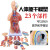 安达通 人体躯干解剖模型 器官可拆卸医学教学心脏内脏模型 85CM三性躯干（可拆36件）