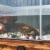 定制乌龟周转箱过滤造景塑料专养龟缸透明生态箱生物养鱼养殖箱子 5斤装天然花石-养鱼养龟专用
