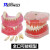 牙齿模型 口腔模型 牙科标准牙模 牙模型 教学假牙带神经医患沟通 12号软牙龈模型1个
