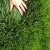 萌肉居 草坪种子耐践踏庭院护坡固土绿化常青别墅耐寒旱耐践踏不修剪园林绿化工程草种子/高羊茅混播0.5kg