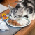 厨美三和猫布丁猫咪爱吃的金枪鱼三文鱼味加餐奖励专用小号猫罐头零食 混合装64个盒装