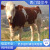 纯种西门塔尔牛2-9个月小牛犊改良肉牛大型种公牛西门塔尔小牛犊 西门塔尔牛 详询客服 养殖资料