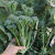 西兰苔新鲜 青花苔 西蓝花苔 小西兰花 菜苔云南新鲜蔬菜现摘 1g 小西兰花 4斤