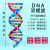 工品云超 DNA双螺旋结构模型组件 高中生物分子模型 教学仪器 实验器材 小号 