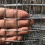 FANCYCHIC热镀锌铁丝网围栏防锈网防鼠网钢丝隔离网菜园拦鸡网圈地网玉米网 0.9米高0.6粗1.6孔5米无赠品