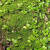 JPHZNB伏石蕨抱树蕨绿植雨林水陆缸假山缸攀爬造景常用常绿叶植物抱石莲 石豆兰10颗 裸根不带土