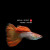 墨一尚馨园精品孔雀鱼纯种小型淡水热带观赏鱼天空蓝套餐灯科金 黄老虎繁殖组2对+1对预损