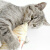 CATWANT猫薄荷木天蓼填充仿真抱枕玩具猫玩具猫咪自嗨解闷逗猫宠 猫薄荷红龙鱼20cm