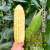 长耕超甜水果玉米种子特大易种甜玉米种孑四季甜糯玉米种籽大全新品种 新品丨浙泰甜928玉米400灌装