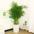 七抒散尾葵盆栽凤尾竹室内客厅大型绿植袖珍椰子夏威夷盆景富贵叶 不含盆 高度1-1.2米一盆