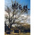 正版 树之声：北京的古树名木 9787108025821 (日)阿南史代(Anami