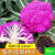 嘉瑰新品紫色有机花菜种孑西兰花种孑青梗花椰菜种子松花菜种籽春秋种 60天白花菜种子3包 约900粒