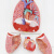 蓝蝶（Blue butterfly）喉心肺呼吸系统模型 喉心肺耳鼻喉科喉头心脏肺解模型  喉心肺呼吸系统（带标识） 
