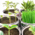 植物罐头植物含羞草向日葵番茄种子室内绿盆栽创意企业学校礼物y 牵牛花【牛气冲天】