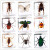 真蝴蝶树脂教具教学植物标本甲虫动物蝗虫蚂蚁标本昆虫儿童礼物昆 灰色 角蜘蛛