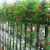 羽叶茑萝种子爬藤爬墙花卉五角星花庭院围墙攀援植物四季易活播种 爬藤大牵牛花五十粒 1包
