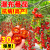 矮生番茄种孑圣女果种籽四季阳台蔬菜苗西红柿种子大全瀑布小番茄 粉果西红柿200粒+肥【常见的西红