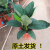 植果缘（FRUIT BORDER）绿巨人 盆栽室内客厅大型盆景植物绿植吸万年青白掌大叶植物 【款】20-30金钻(简易盆)+营养液