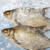 十里馋新疆阿勒泰冷水鱼 东方欧鳊原生态现捕现杀新鲜鳊鱼孕妇滋补 【肉质鲜美高蛋白】1.5kg(2-3条)
