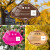 树牌挂牌定做悬挂亚克力标识牌公园学校花卉介绍植物园树木植物标 银杏树 10x15cm