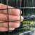 定制适用小孔硬塑铁丝网围栏养殖养鸡鸭防鼠防蛇网防护网圈菜园圈地圈果园 硬塑1米高3厘米孔3米长25斤