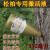 松柏激活液插瓶营养液通用型核能素树干注入液松树柏树营养液营养 一瓶300毫升正远松柏