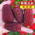 甜玉米草莓玉米种子鲜食超甜水果玉米大田四季播春秋农家蔬菜种子 3.粒 草莓玉米种子+高发芽率+肥
