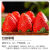 草莓种苗草莓秧苗四季草莓苗带土南北方阳台家种地栽易活盆栽 九香草莓苗5棵