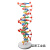 DNA双螺旋结构模型大号高中分子结构模型60cJ33306脱氧核苷酸链 DNA模型拼装材料