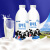 新疆天润鲜牛奶950ml*2/4瓶装生牛乳巴氏杀菌乳3.8营养蛋白新日期 950ml*2瓶装