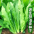 甜脆油麦菜清香无斑油麦菜四季播种盆栽庭院蔬菜 甜 脆 油麦菜种子 ：【当季新种】H5精选1粒