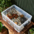 定制乌龟周转箱过滤造景塑料专养龟缸透明生态箱生物养鱼养殖箱子 高款45#L外径-52x38x32cm