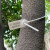 定制一次性园林苗木锁扣打号锁标记牌标签标识号苗树扎带塑料封条 钢丝封条80CM长100条