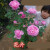 中梦 国月大花月季花苗 特大庭院盆栽灌木切花 红玫瑰 中苗30-50高度