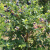 蓝莓树果苗蓝莓苗盆栽地栽果苗带大果南北方种植苗兔眼绿宝石果树 薄雾  (五年苗 全国种植)带芽孢 30cm(含)-40cm(不含)