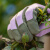 天狼月季 园艺防刺手套 多场合使用家庭园艺耐磨耐用手套憬芊 短款粉色8M防刺手套