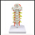 山顶松 脊椎脊柱骨模型 人体颈椎骨椎体关节模型 人体腰椎模型 成人正骨胸椎 自然大五节腰椎